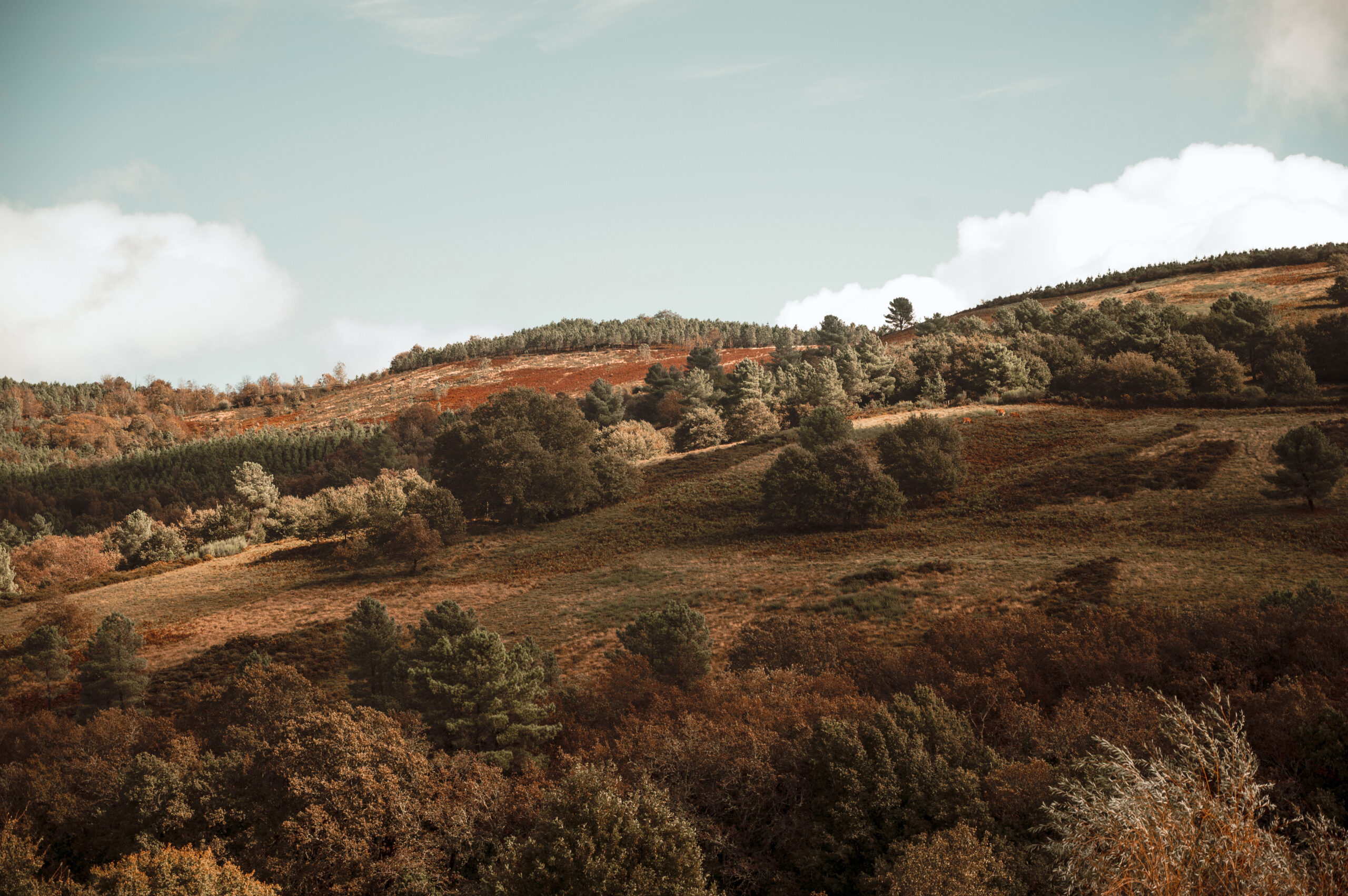 Galicia | Aldea de Facós, Lobeira (Ourense).